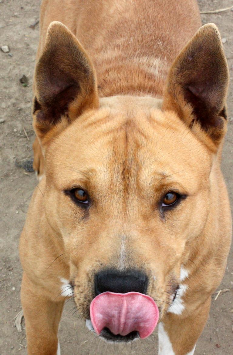Other Photos of thie Dog