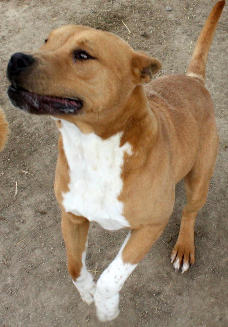 Other Photos of thie Dog