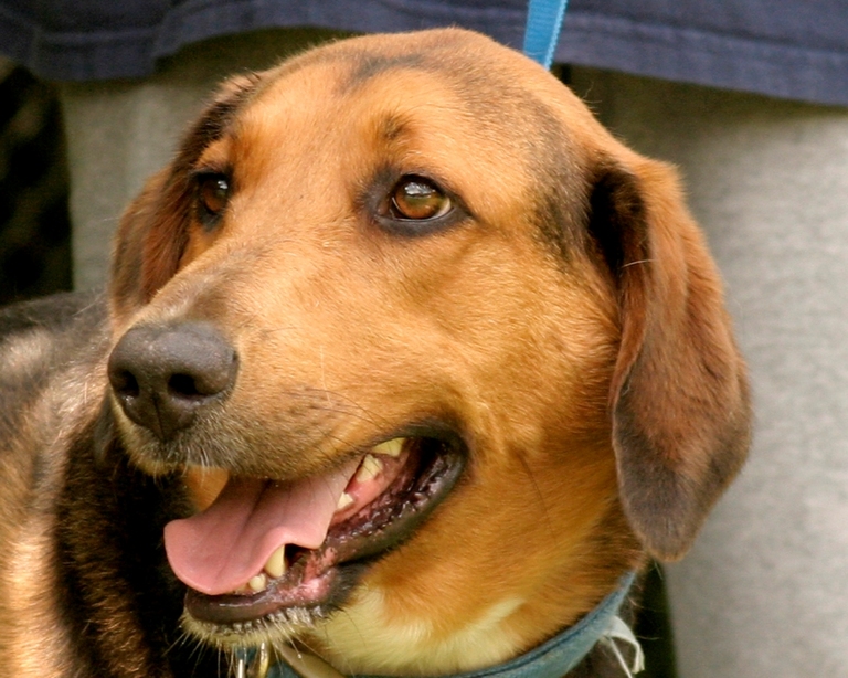 Other Photos of thie Dog