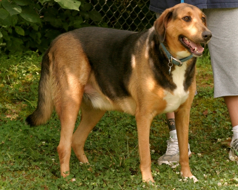 Other Photos of thie Dog