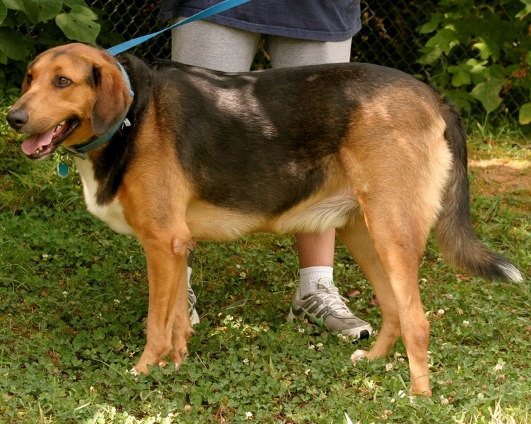 Other Photos of thie Dog