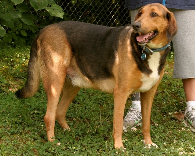 Other Photos of thie Dog