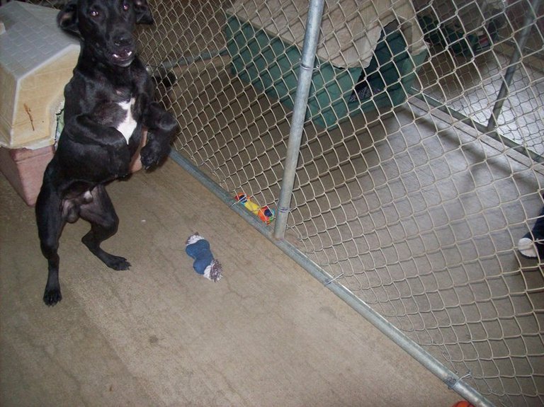 Other Photos of thie Dog