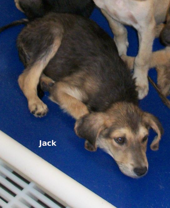Main Photo of this Dog