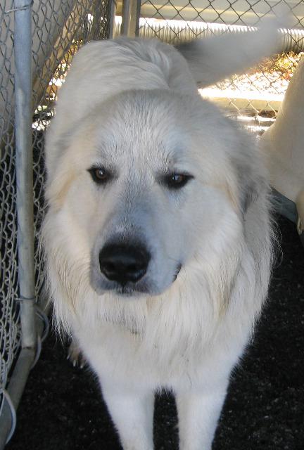 Other Photos of thie Dog