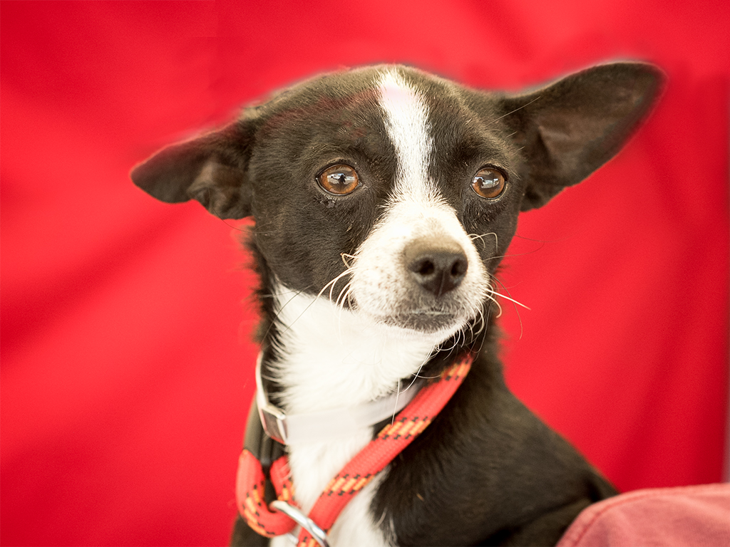 BOOMER located in Baldwin Park , CA was saved