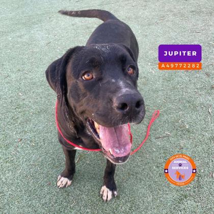 Jupiter, a Labrador Retriever, available for adoption