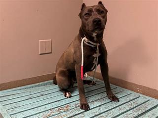 Main Photo of this Dog