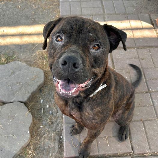 Main Photo of this Dog
