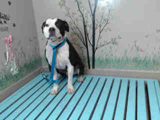 Other Photos of thie Dog