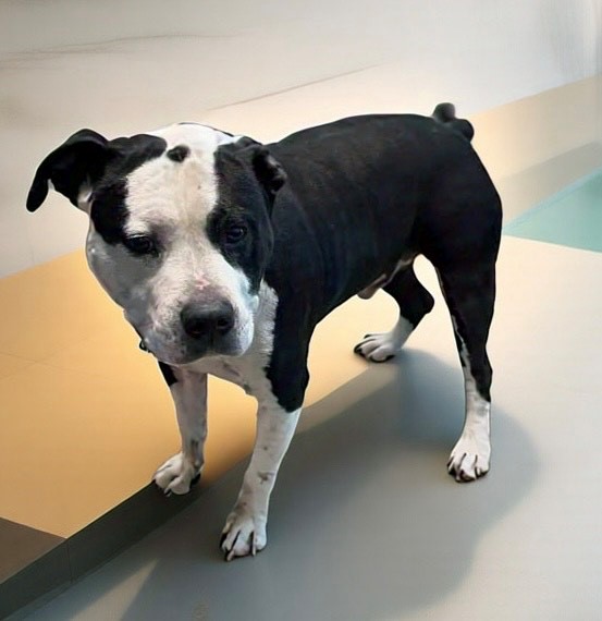 Rosco, a Pit Bull Terrier, available for adoption