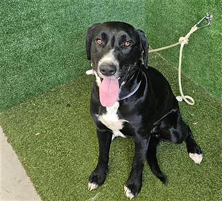 Main Photo of this Dog