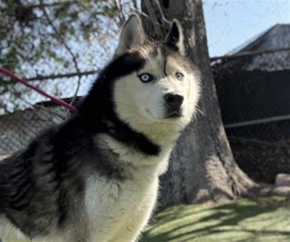 Main Photo of this Dog