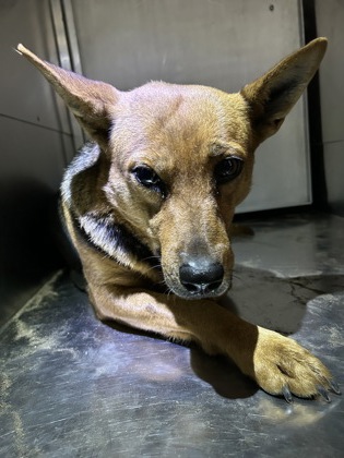 Other Photos of thie Dog