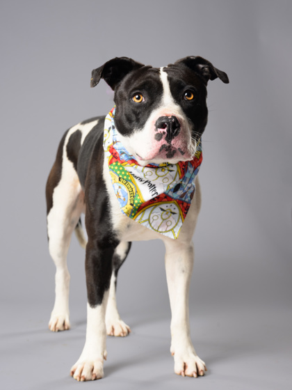 Remus Lupin, a Fox Terrier, available for adoption