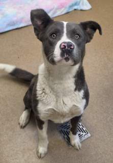 Farley, a Shepherd (mix breed), available for adoption
