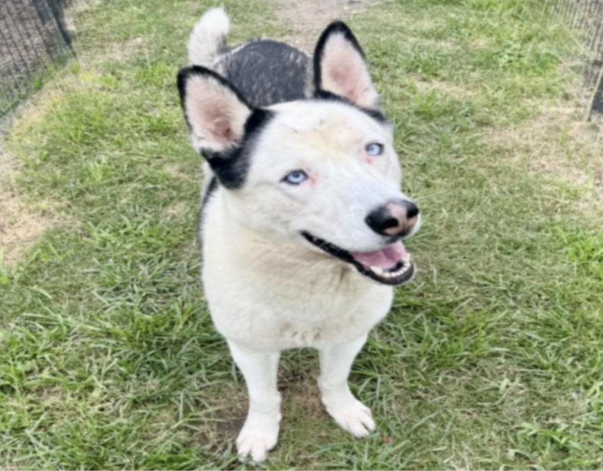 Other Photos of thie Dog