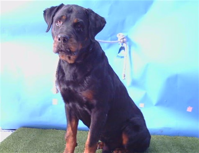 Other Photos of thie Dog