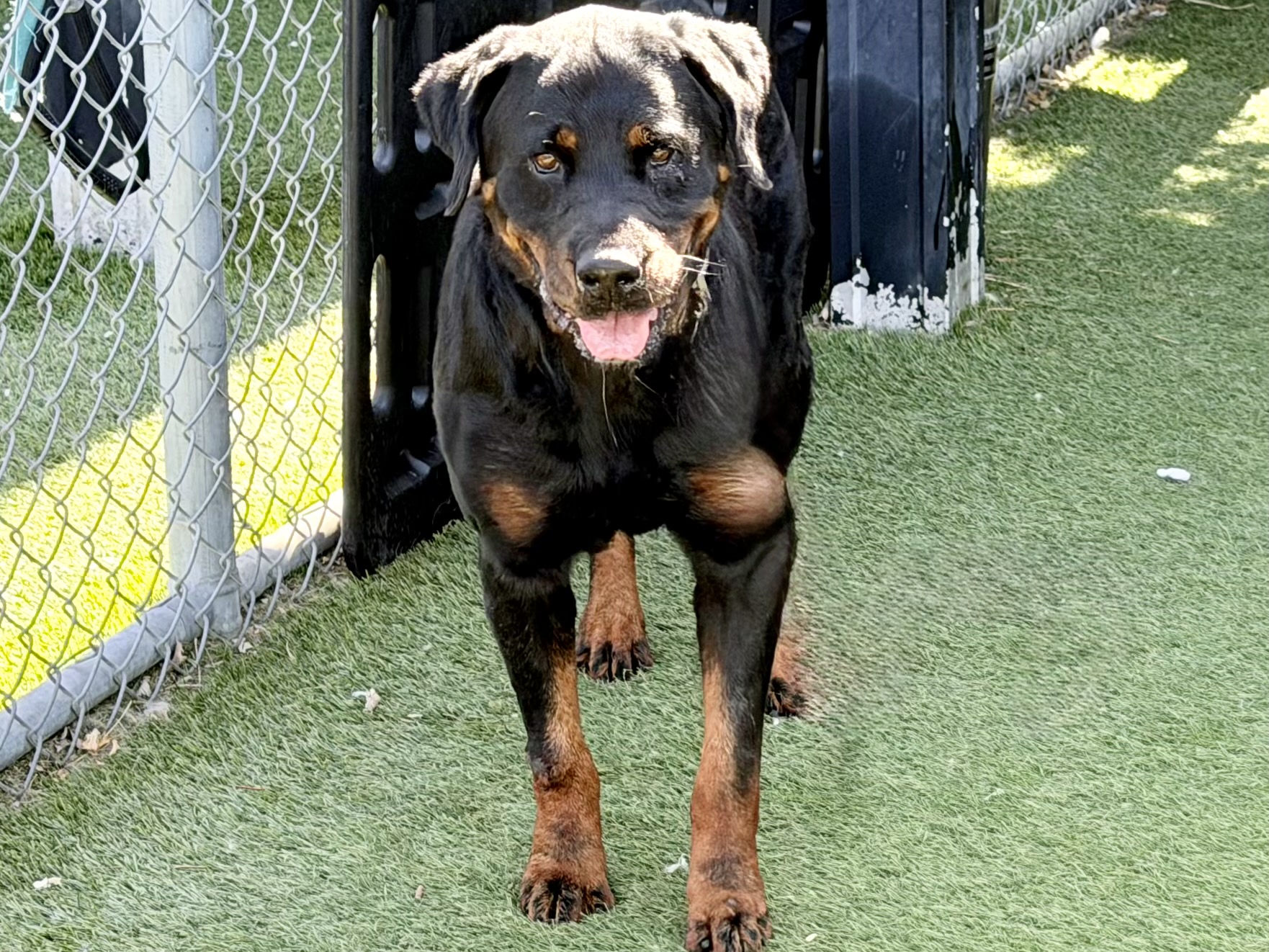 Shadow, a Rottweiler, available for adoption