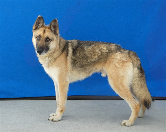 Axel, a German Shepherd, available for adoption
