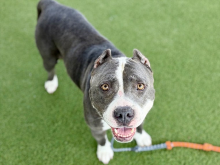 Charlie, a American Bulldog, available for adoption