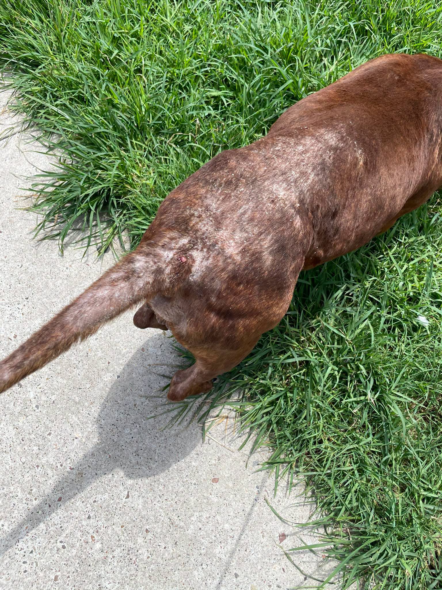 Other Photos of thie Dog