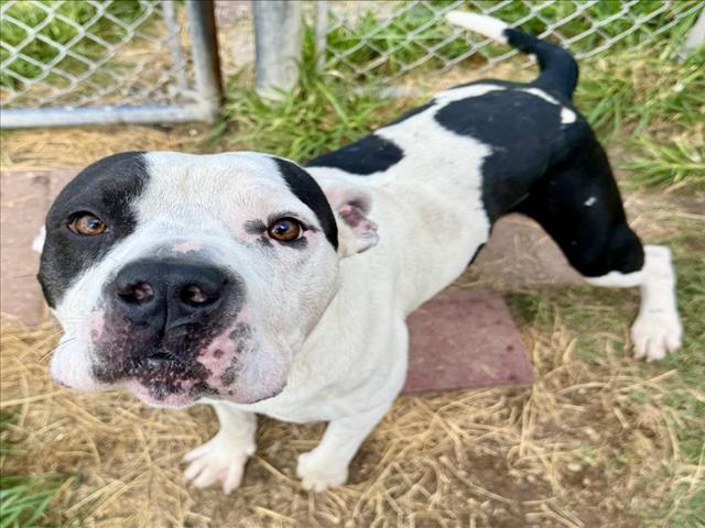 Brutus, a Pit Bull Terrier, available for adoption