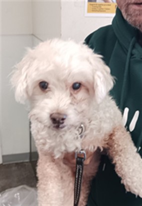 Ernie, a Poodle (mix breed), available for adoption