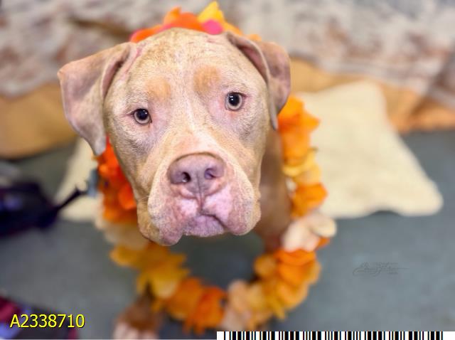 Hamlet, a American Staffordshire Terrier, available for adoption