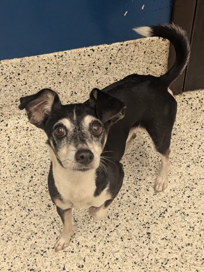 Max8, a Terrier, available for adoption