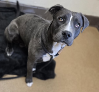 Blue, a Pit Bull Terrier (mix breed), available for adoption