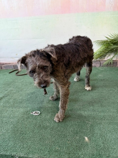 Carbon, a Terrier, available for adoption