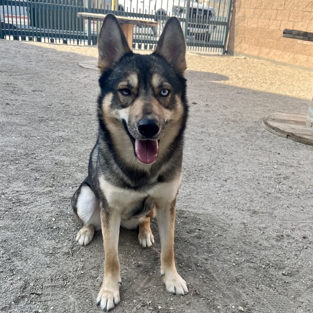 Xena, a Siberian Husky (mix breed), available for adoption