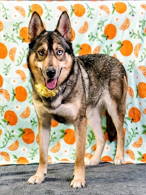 Xena, a Siberian Husky (mix breed), available for adoption