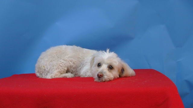 A5791982, a Maltese, available for adoption