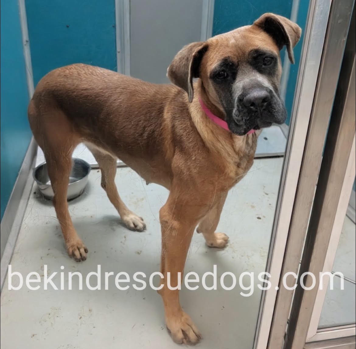 Maxine, a American Staffordshire Terrier, available for adoption