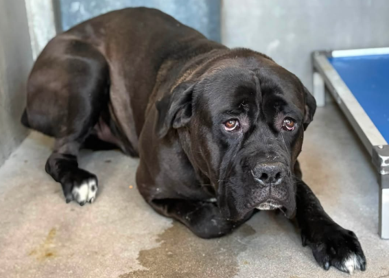 Stewart, a Cane Corso Mastiff, available for adoption