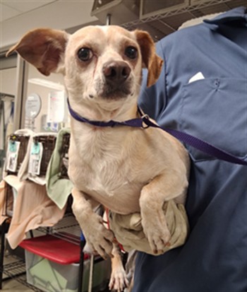 Stallone, a Chihuahua, available for adoption