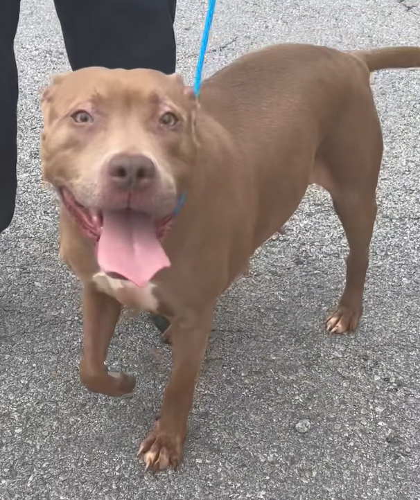 Bethony, a Pit Bull Terrier, available for adoption