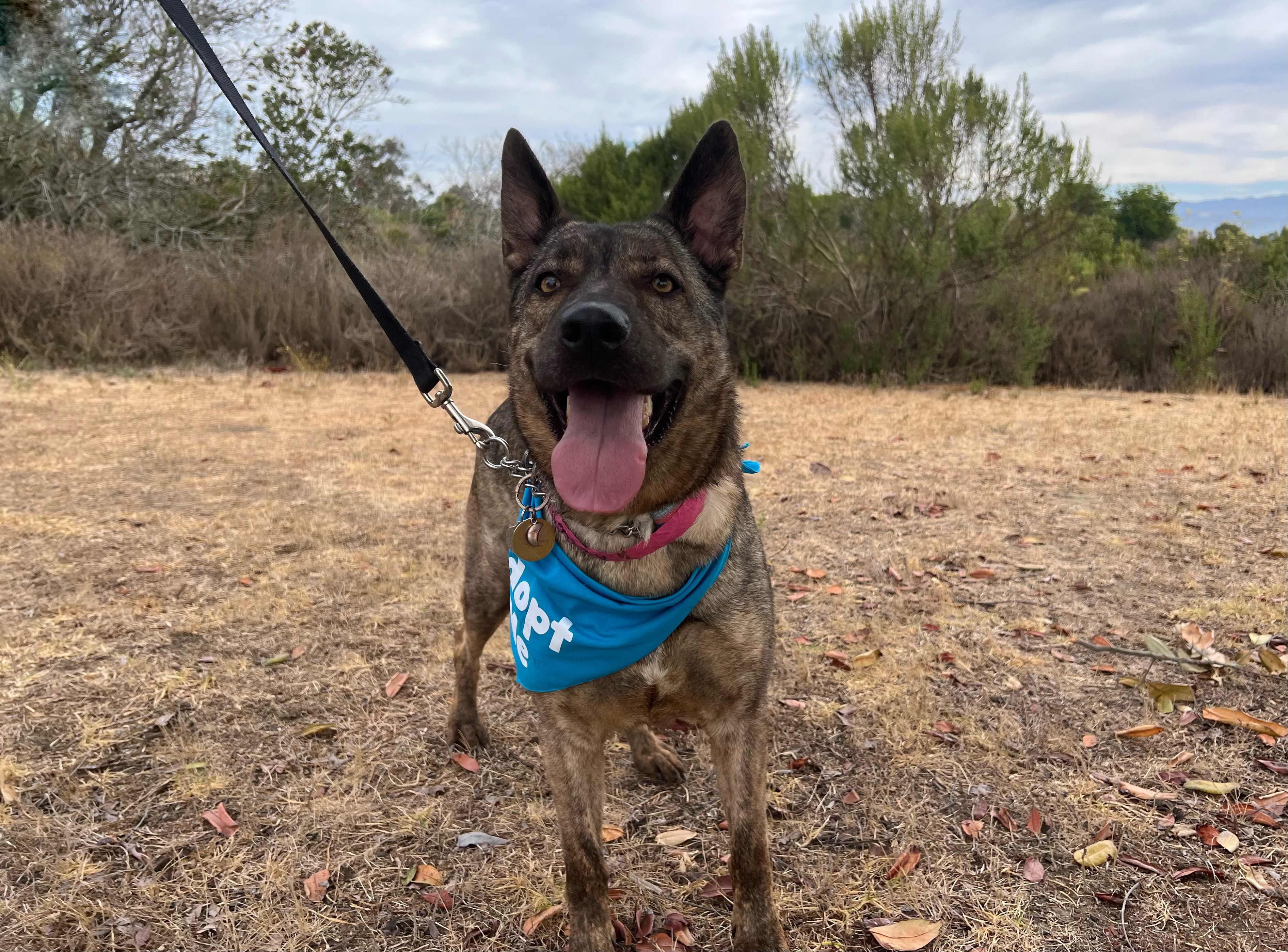 Lola, a German Shepherd (mix breed), available for adoption