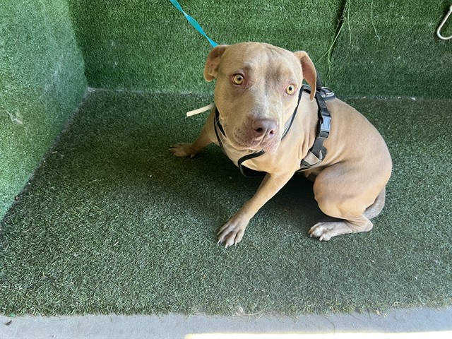 Canela, a Pit Bull Terrier, available for adoption