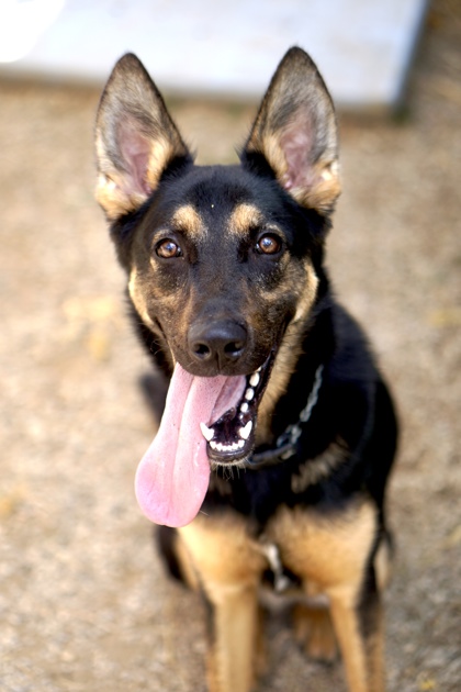 Legend, a German Shepherd, available for adoption