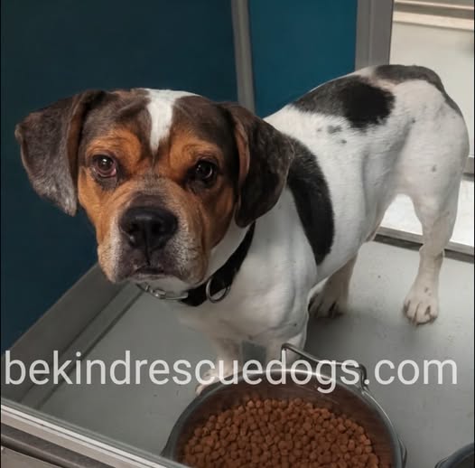 Adoptable pet photo