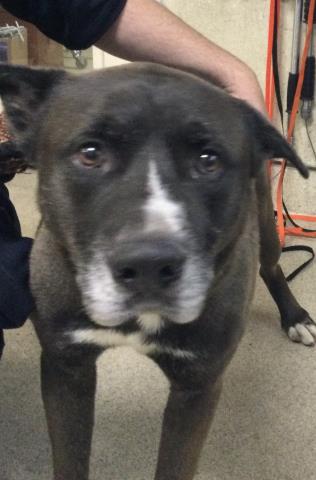 Adoptable pet photo