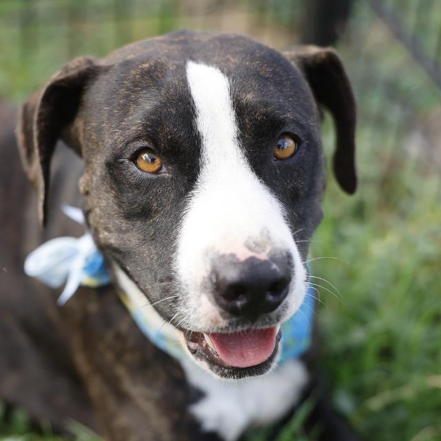 American Staffordshire Terrier (mix breed) available for adoption