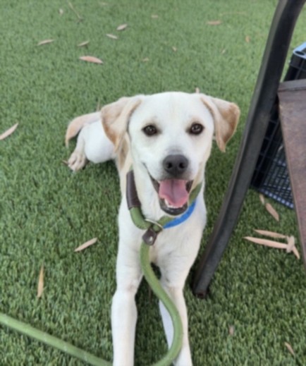 Adoptable pet photo