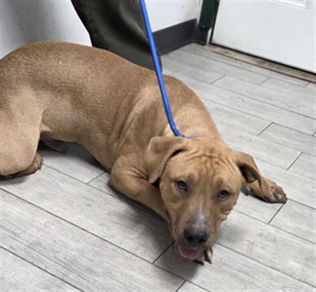 Adoptable pet photo