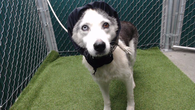 Adoptable pet photo