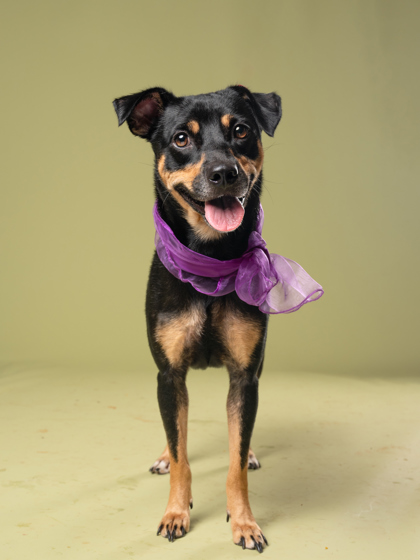 Adoptable pet photo