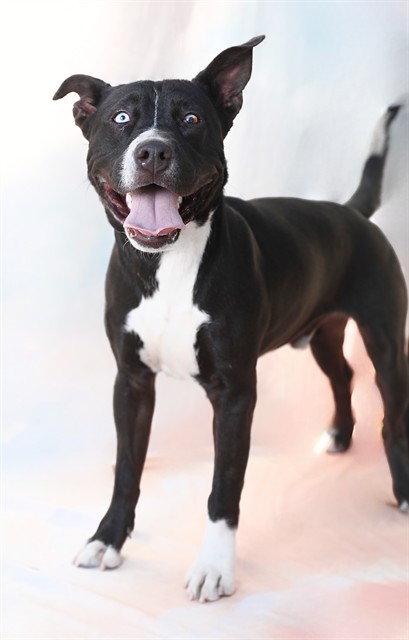 Adoptable pet photo